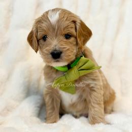 Green Collar CHINI - Apricot male Goldendoodle puppy in Salem, Utah from Aspen Doodles Utah