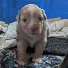 Rusty - Red merle male Miniature Australian Shepherd puppy in Crockett, Texas from Pleasant Grove Aussies