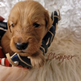 Chipper - Dark golden male Golden Retriever puppy in Greensburg, Kentucky from Southern Springs Goldens