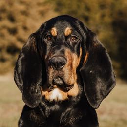 Bloodhounds from Flint Hills Hounds