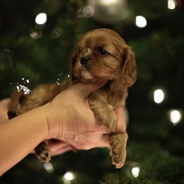Cavalier King Charles Spaniel Puppies from Tsarevich Goldens and Cavaliers