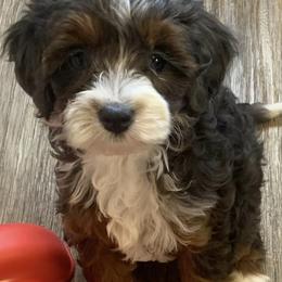 Aussiedoodles from Lollipups Mini Aussiedoodles