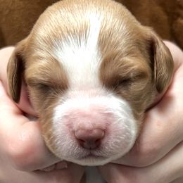 Zina girl 4 - Orange and white female Brittany puppy in Floyd Knobs, Indiana from Cross Creek Brittanys