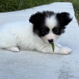 Girl 1 - White and sable female Papillon puppy in Georgia from Tylane Papillons