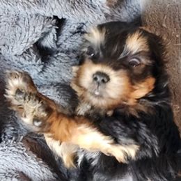 Yorkshire Terriers from Lapinski Yorkies
