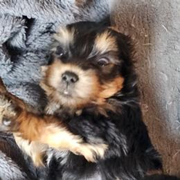 Yorkshire Terriers from Lapinski Yorkies