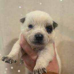 Lucky - Red speckled male Australian Cattle Dog puppy in Rosharon, Texas from 4Surge Cattle Dogs