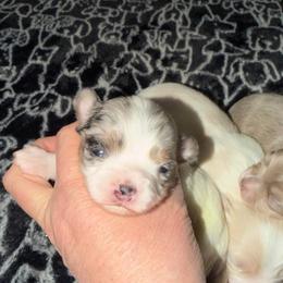 Rocky - Blue merle male Chihuahua puppy in Seneca, Missouri from Stephanie’s Puppy Colony