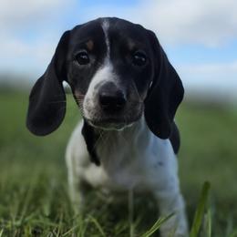 Jersey - Piebald female Dachshund puppy in Salem, Oregon from Long'd Fore Dachshunds