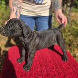 Female 1 - Black brindle female Cane Corso puppy in Mason City, Illinois from Red Wood Cane Corso