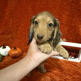 Blue - Cream male Dachshund puppy in Canton, Texas from Bonnie and Clyde Dachshunds