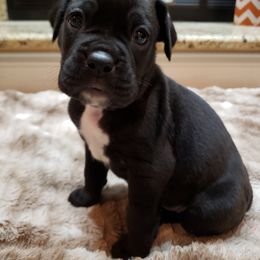 Boxer Puppies from Furevermore Boxers
