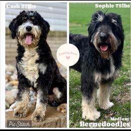 Bernedoodle puppies from JensenBelle Doodles