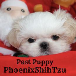 Shih Tzu Puppies from Phoenix Shih Tzu