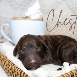 Boy 5 - Chocolate Goldendoodle puppy in Chesapeake, Virginia from Havens Doodles