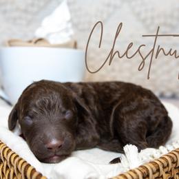 Boy 5 - Chocolate Goldendoodle puppy in Chesapeake, Virginia from Havens Doodles