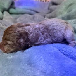 Boy 3 - Red merle male Australian Shepherd puppy in East Hartford, Connecticut from CT Aussies