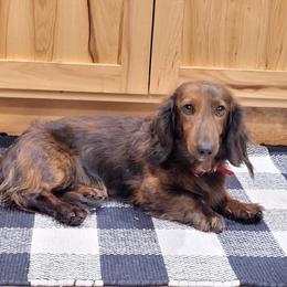 RJ - Dachshund