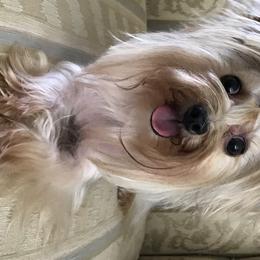 Biewer Terriers and Yorkshire Terriers from L’amore MnM Mini’s Yorkshire & Biewer Terriers