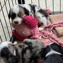 Bandit - Blue merle male Miniature American Shepherd puppy in Milton Freewater, Oregon from Sparkling Cross Toy & Mini Aussies