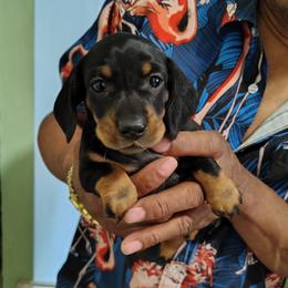 Dachshund puppies from Wyrmhund Dachshunds