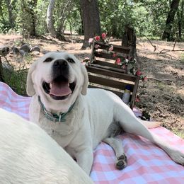 Labrador Retriever All Grown Up from Chateau St. John