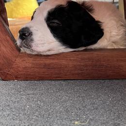 Border Collie Puppies from Roaring River Border Collies