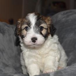 Paige Girl 3 - White and tan female Russell Terrier puppy in Middletown, Virginia from DBF Russell Terriers