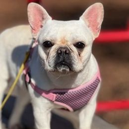 French Bulldogs from Top Rated House Of Bullys