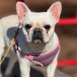 French Bulldogs from Top Rated House Of Bullys