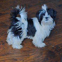 Girl 1 - Black and white female Shih Tzu puppy in White Pigeon, Michigan from Kathys Yorkie and Shih-tzu Cuties