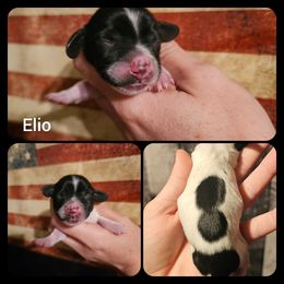 Elio - Piebald male Dachshund puppy in Poplar Bluff, Missouri from DT Dachshunds