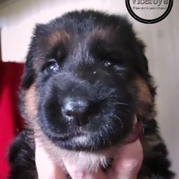 Girl 1 - female German Shepherd puppy in Roslyn, South Dakota from Viceroy's Kennel LLC