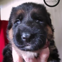 Girl 1 - female German Shepherd puppy in Roslyn, South Dakota from Viceroy's Kennel LLC