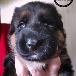 Girl 1 - female German Shepherd puppy in Roslyn, South Dakota from Viceroy's Kennel LLC