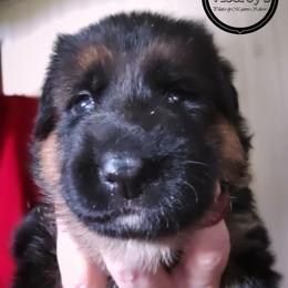 Girl 1 - female German Shepherd puppy in Roslyn, South Dakota from Viceroy's Kennel LLC