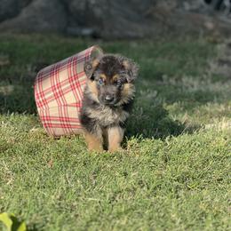 Blue - Black and red male German Shepherd puppy in Sacramento, California from Von Blackwolf German Shepherds
