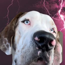 Lightfoot - Great Dane