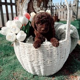 Girl 2 - female Poodle puppy in Oregon from Dutton’s Doodles