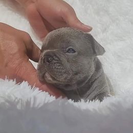 French Bulldog Puppies from TWs Frenchies