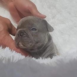 French Bulldog Puppies from TWs Frenchies