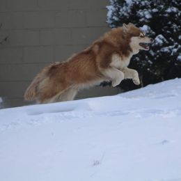 Anastasia - Red and white female Alaskan Malamute puppy in Independence, Virginia from New River Valley Malamutes