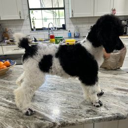Bordoodles, Labradoodles, and Poodles from Sugar Camp Canine - Maxwell