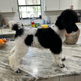 Bordoodles, Labradoodles, and Poodles from Sugar Camp Canine - Maxwell