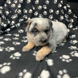Patch (BM4) Orange - Blue speckled male Australian Cattle Dog puppy in Saint Albans, Maine from Australian Cattle Cuties and littles