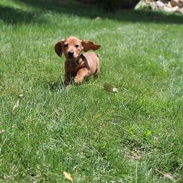 Boy 2 - Dapple male Dachshund puppy in Craig, Colorado from Rocky Mountain Shih Tzus and Dry Creek Miniature Dachshunds