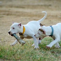 Dogo Argentino and Pembroke Welsh Corgi Puppies from Storm Dogos & Country Corgis