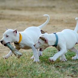 Dogo Argentino and Pembroke Welsh Corgi Puppies from Storm Dogos & Country Corgis