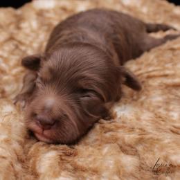 Skittles - Chocolate female Havapoo puppy in Hendersonville, North Carolina from Grayfinn House