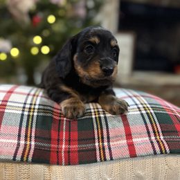 Red male - Black and tan male Dachshund puppy in Wray, Georgia from Cotton Hill Dachshunds